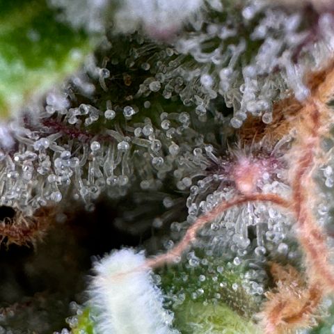 Fat Banana Auto #1 -89g growlog photo: 16:48