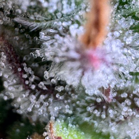 Fat Banana Auto #1 -89g growlog photo: 16:48