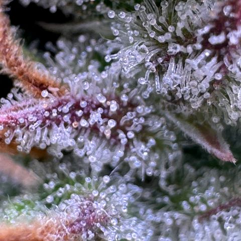 Fat Banana Auto #1 -89g growlog photo: 16:48