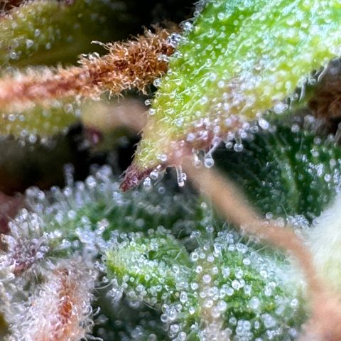 Fat Banana Auto #1 -89g growlog photo: 16:48