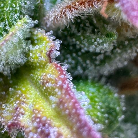 Fat Banana Auto #1 -89g growlog photo: 16:48
