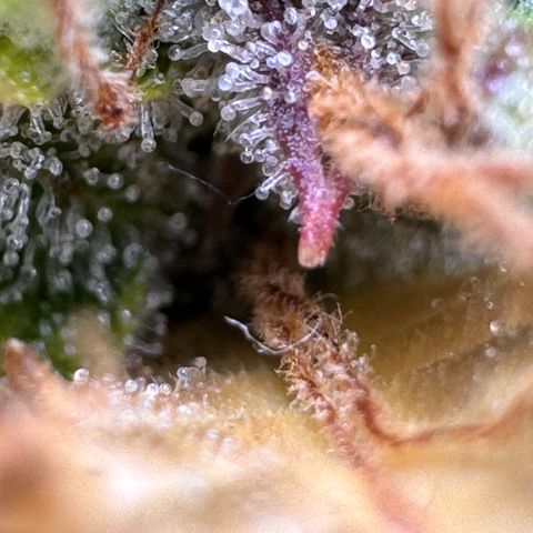 Fat Banana Auto #1 -89g growlog photo: 16:48