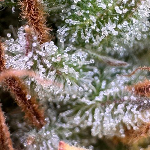 Fat Banana Auto #1 -89g growlog photo: 16:48
