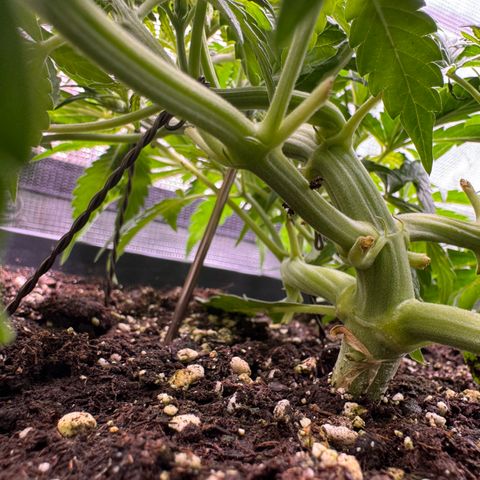 Apple Fritter Auto #3  -85g growlog photo: 20:40