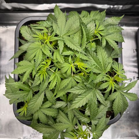 Apple Fritter Auto #3  -85g growlog photo: 20:40