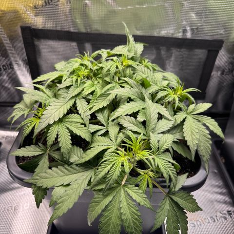 Apple Fritter Auto #3  -85g growlog photo: 20:40