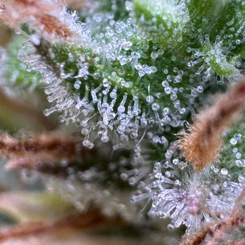 Fat Banana Auto #1 -89g growlog photo: 21:44