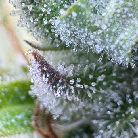 Fat Banana Auto #1 -89g growlog photo: 21:44