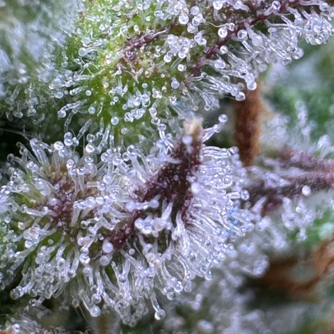 Fat Banana Auto #1 -89g growlog photo: 21:44