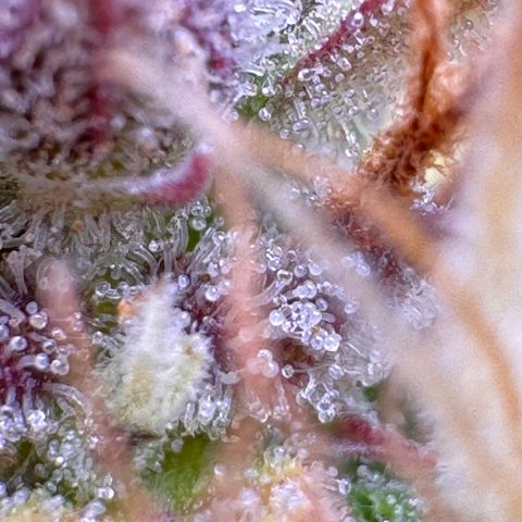 Fat Banana Auto #1 -89g growlog photo: 21:44