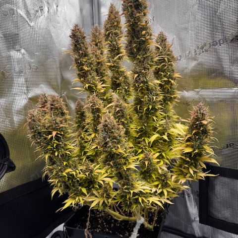 Fat Banana Auto #1 -89g growlog photo: 21:44