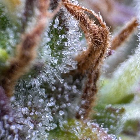 Fat Banana Auto #1 -89g growlog photo: 21:40