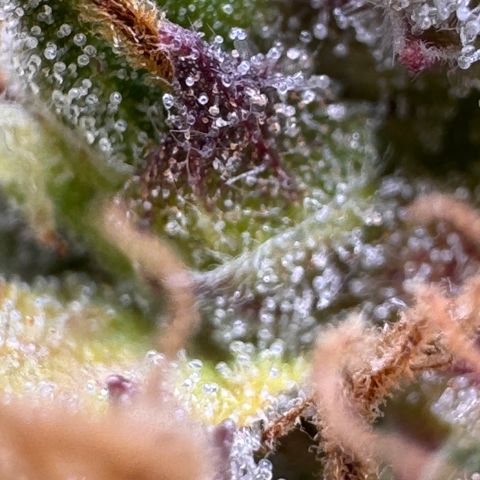 Fat Banana Auto #1 -89g growlog photo: 21:40