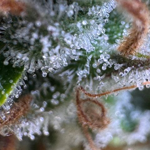 Fat Banana Auto #1 -89g growlog photo: 21:40
