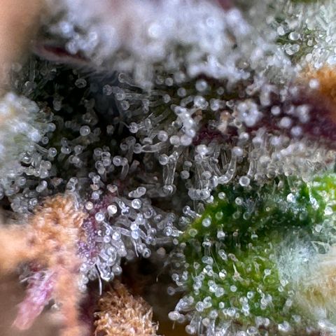 Fat Banana Auto #1 -89g growlog photo: 21:40