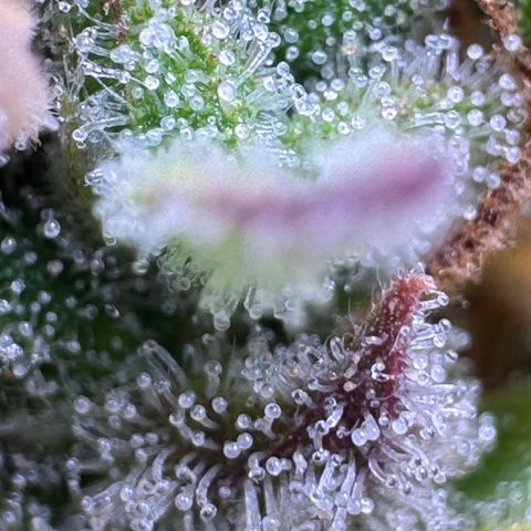 Fat Banana Auto #1 -89g growlog photo: 21:44