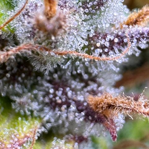 Fat Banana Auto #1 -89g growlog photo: 21:40