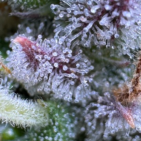 Fat Banana Auto #1 -89g growlog photo: 21:44