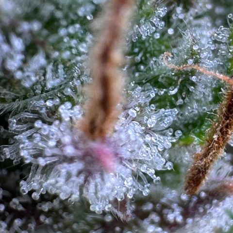 Fat Banana Auto #1 -89g growlog photo: 21:44