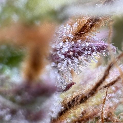 Fat Banana Auto #1 -89g growlog photo: 21:40