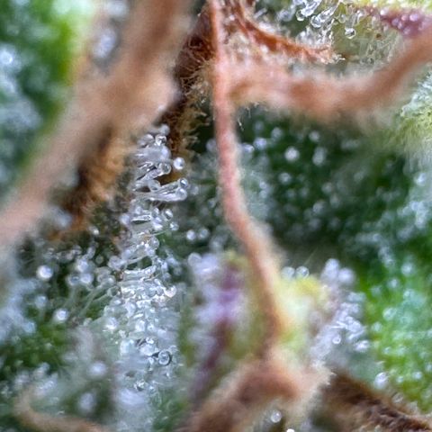 Fat Banana Auto #1 -89g growlog photo: 21:44