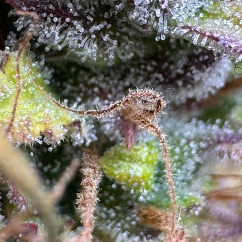Fat Banana Auto #1 -89g growlog photo: 21:40