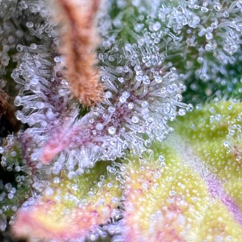 Fat Banana Auto #1 -89g growlog photo: 21:44