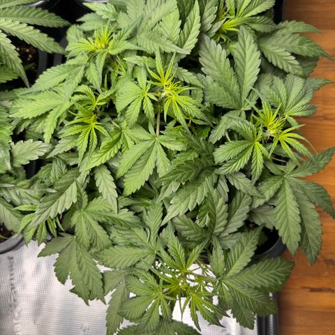 Apple Fritter Auto #3  -85g growlog photo: 21:57