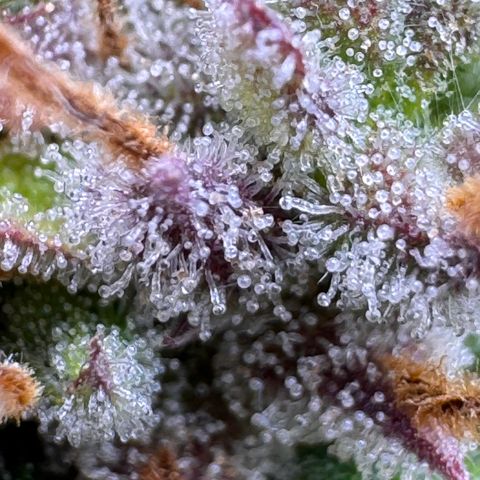 Fat Banana Auto #1 -89g growlog photo: 15:58