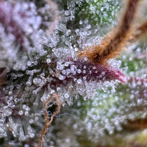 Fat Banana Auto #1 -89g growlog photo: 15:58