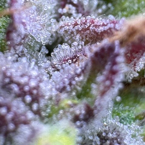Fat Banana Auto #1 -89g growlog photo: 15:58