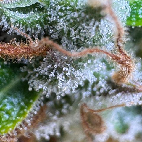 Fat Banana Auto #1 -89g growlog photo: 15:58