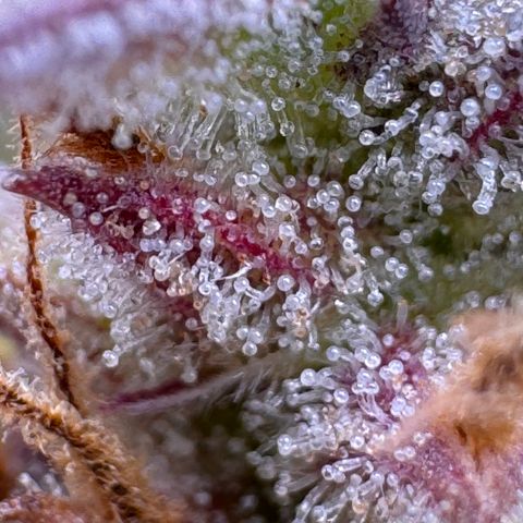 Fat Banana Auto #1 -89g growlog photo: 15:58