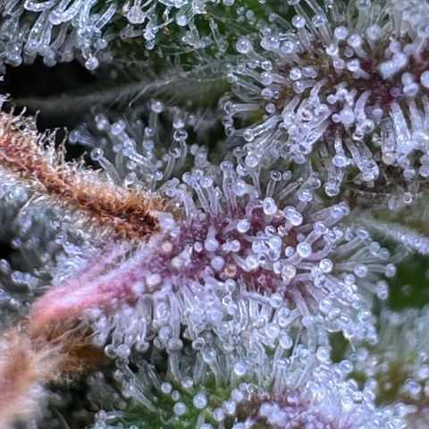 Fat Banana Auto #1 -89g growlog photo: 15:58