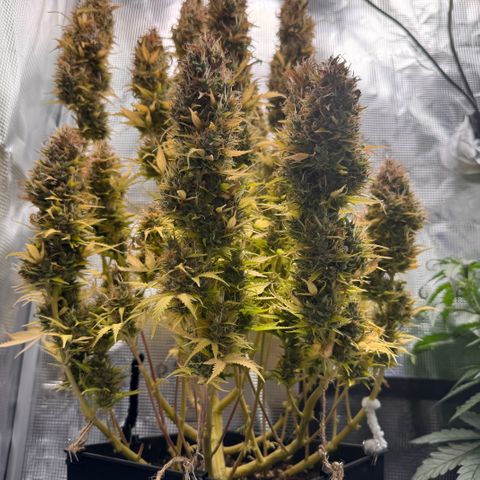 Fat Banana Auto #1 -89g growlog photo: 19:01