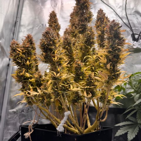 Fat Banana Auto #1 -89g growlog photo: 19:01