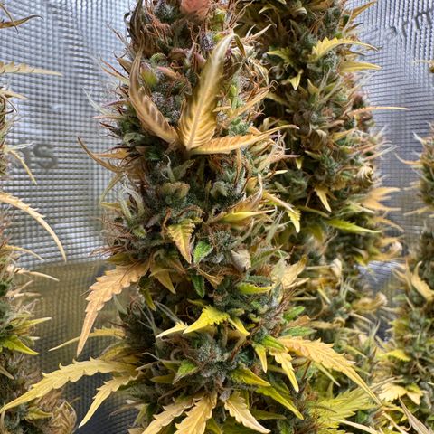 Fat Banana Auto #1 -89g growlog photo: 19:03
