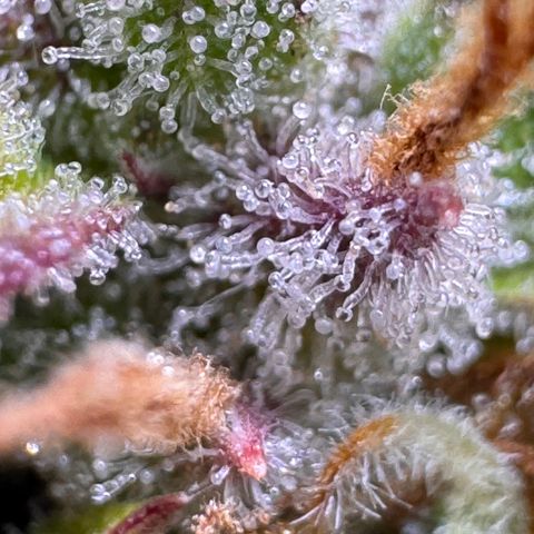 Fat Banana Auto #1 -89g growlog photo: 15:58