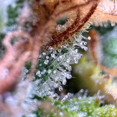 Fat Banana Auto #1 -89g growlog photo: 15:58