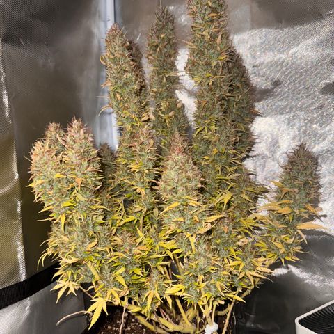Fat Banana Auto #1 -89g growlog photo: 19:25