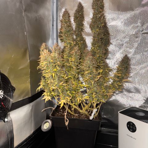Fat Banana Auto #1 -89g growlog photo: 19:25