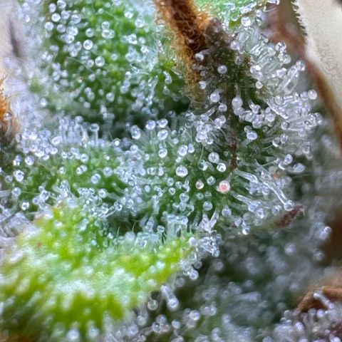 Fat Banana Auto #1 -89g growlog photo: 15:58