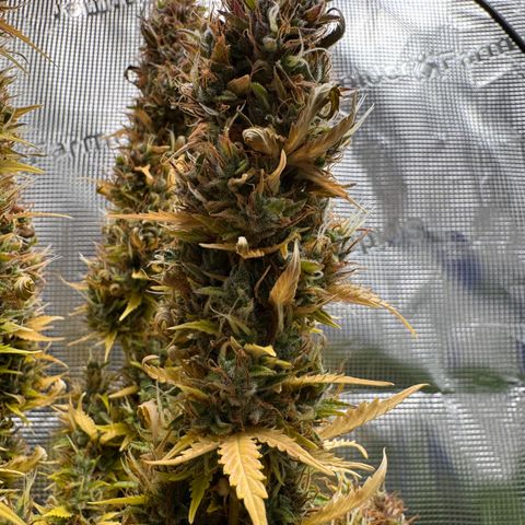 Fat Banana Auto #1 -89g growlog photo: 19:03