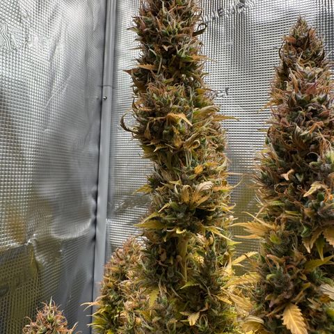 Fat Banana Auto #1 -89g growlog photo: 19:01