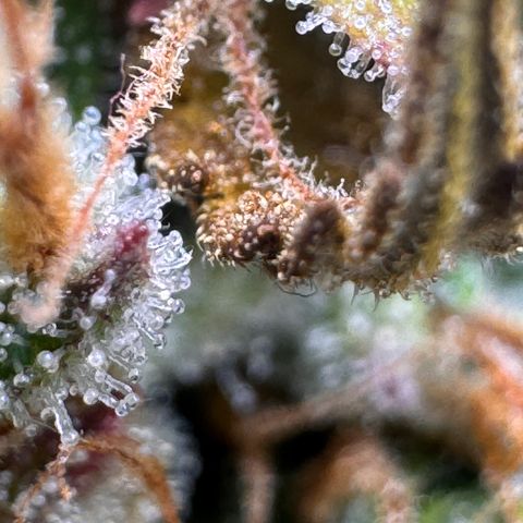 Fat Banana Auto #1 -89g growlog photo: 18:49