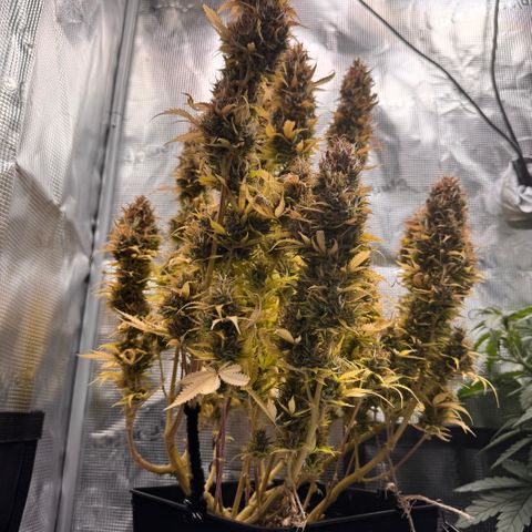 Fat Banana Auto #1 -89g growlog photo: 19:01