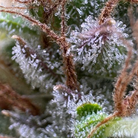 Fat Banana Auto #1 -89g growlog photo: 18:49