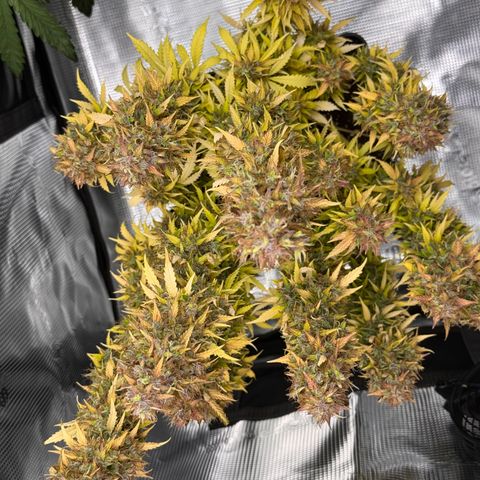Fat Banana Auto #1 -89g growlog photo: 19:03