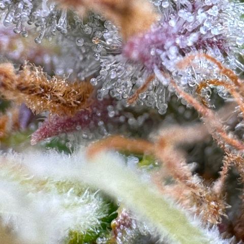 Fat Banana Auto #1 -89g growlog photo: 18:49