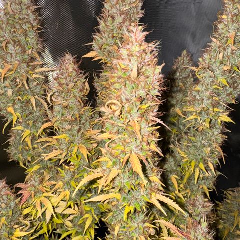 Fat Banana Auto #1 -89g growlog photo: 19:25